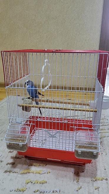 quş ucun qəfəs: Dalğalı tutuquşu və qəfəs dəsti satılır — 4
