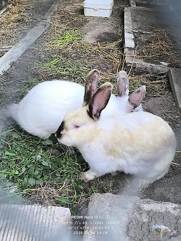etibarlı əllərə itler: Kaliforniya sort qırmızı göz dovşan balaları 2 aylıqdılar. 6 ədəddir — 5
