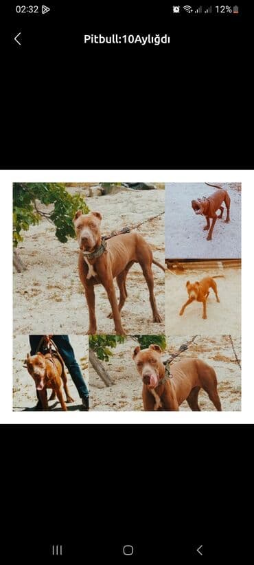 Pitbul, 2 il, Erkek, Peyvəndli, Ödənişli çatdırılma lalafo.az -da Pitbul, 2 il, Erkek, Peyvəndli, Ödənişli çatdırılma