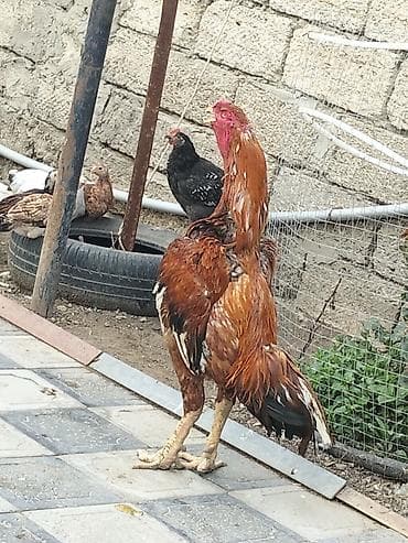 dana adları: Xoruz, Heyratı, il: 4, Ünvandan götürmə — 1