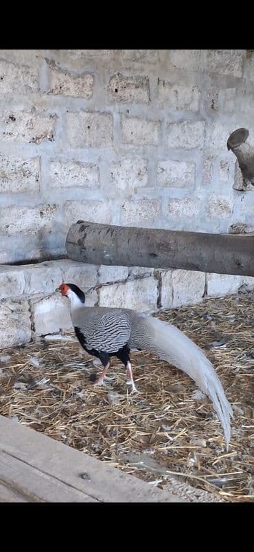 babil quşu: Satılır: dekorativ gümüş fazan (Silver Pheasant) Xüsusiyyətlər: - — 2