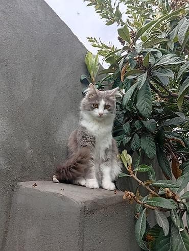 lalafo heyvanlar: Erkək, Rayonlara çatdırılma — 1