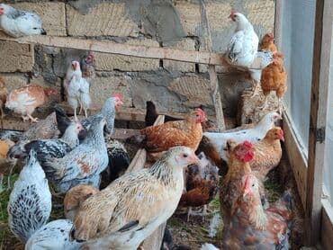 cüce yemi: Cücələr - 3 Aylıq. Əla şəraitdə saxlanılıb. Təbii yem ilə qidalanıb — 2