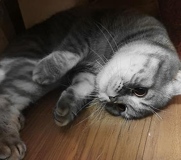 Britan yastı qulaq, Erkək, Yaxşı əllərə, Pulsuz çatdırılma