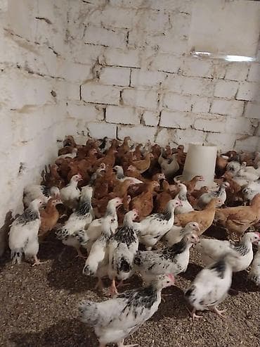 cucə alıram: Toyuq cücələri, Damazlıq — 1