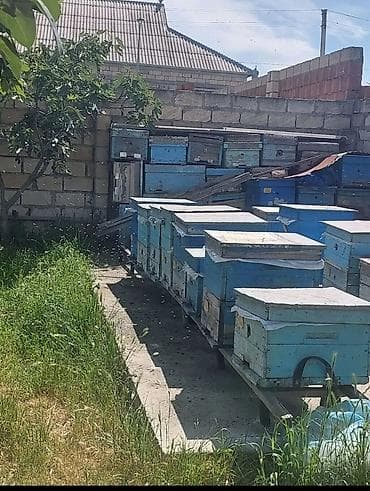 Arı Ailəsi satılır lapetide var qiyməti razılasma yolu ile yaxsi