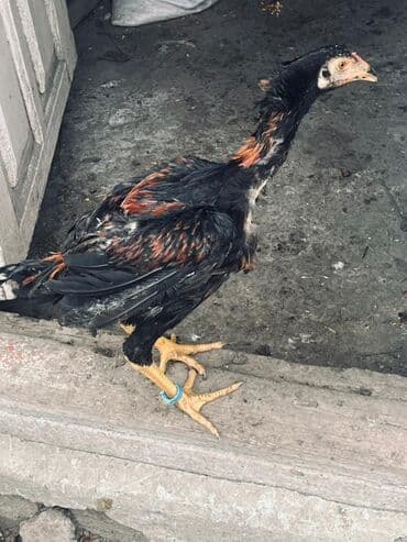 Другие животные: Курица, Для разведения — 9