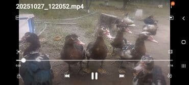 Muscovy ördəkləri (indo-ördəklər) - Rənglər: qara, qəhvəyi və ağ