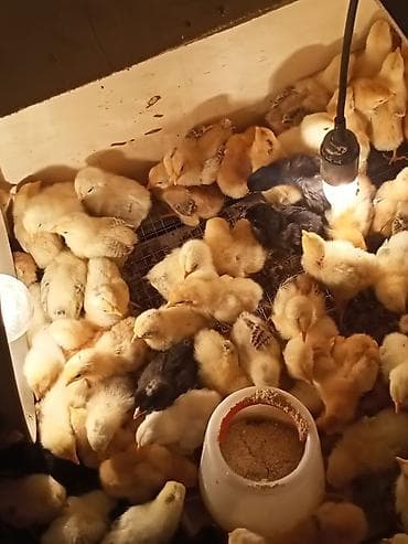 0.80qəpik 10günlük tam saglam(yaz)mart cücəsi Xaçmaz şəhəri İsdəyən — 2