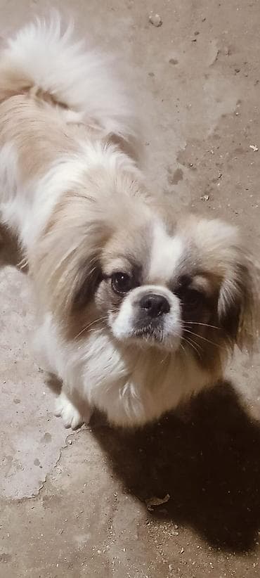 Аквариумные аксессуары и принадлежности: Пекинес — 1