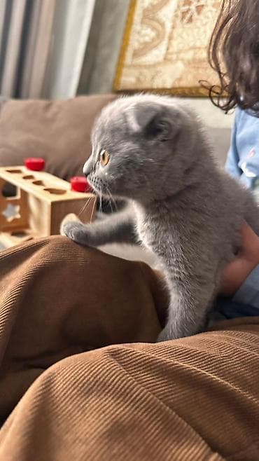 Britan və Skoç balaları - Cins: British Shorthair və Scottish Fold -
