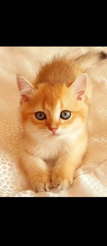 британские котята купить: Британская, Самка — 1