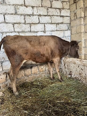 Saxlanması rahat, qidalanması ot və samanla olan cins inək. Rəngi