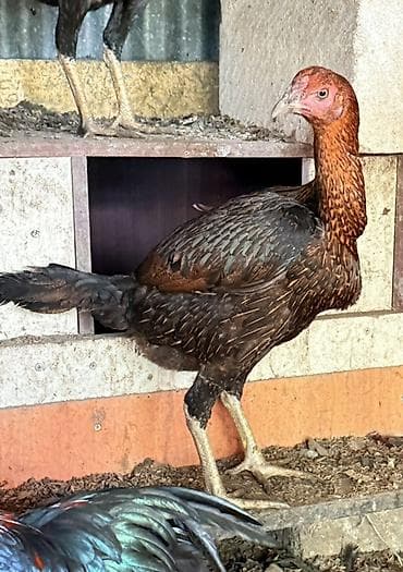 akita iti satilir: Toyuq cücələri, Damazlıq — 2