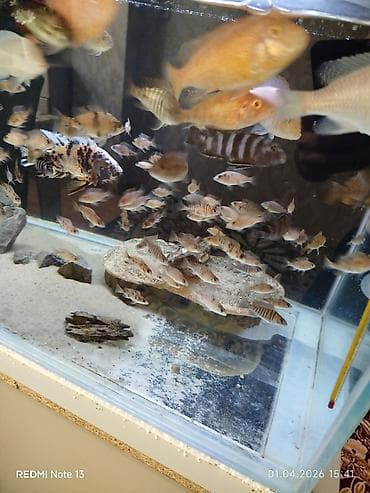 balıq qulağı: Cixlid balığı — 7