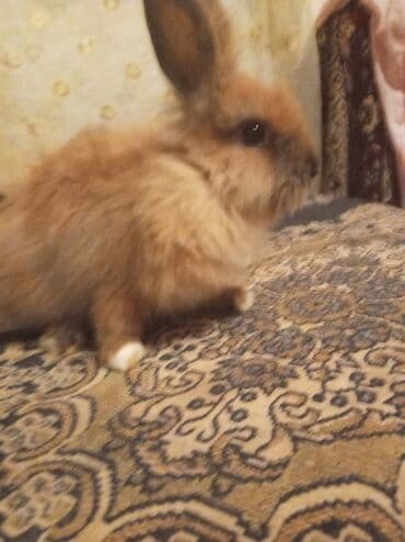 Gəmiricilər: Uzun tüklü dekorativ dovşanlar - Növ: dekorativ, uzun tüklü (angora — 4