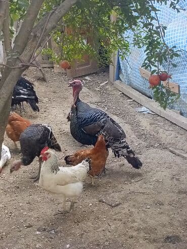 toyuq cucə satışı: Erkey hinqusqa — 1