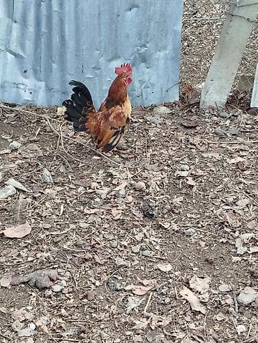 Dovşanlar: Damazlıq xoruz satışda.Maraqlanan əlaqə saxlasın.0518516171 — 2