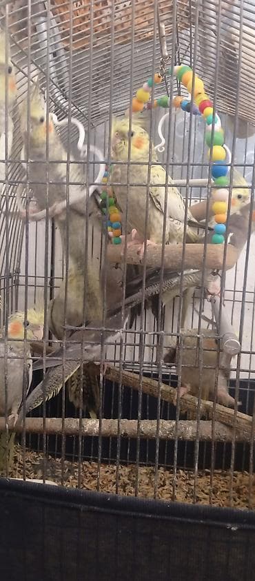 quşlar: Korella tutuquşu (cockatiel) – müxtəlif rənglərdə. sağlam quşlardır — 2