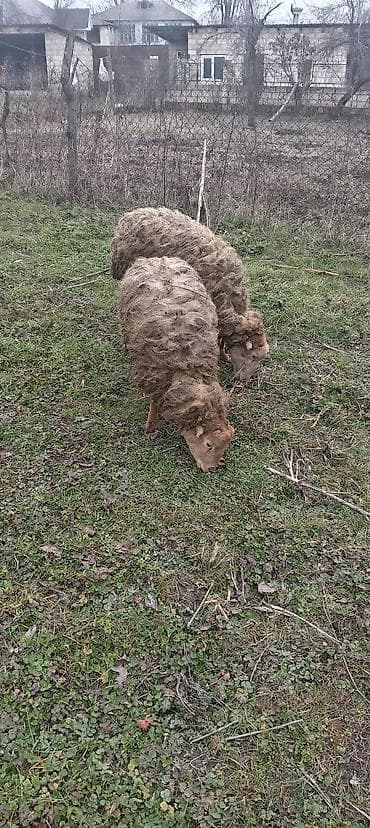 qoyun şəkilləri: Məhsul: Qoyunlar (2 baş) Təsvir: - Şəkillərdə göstərilən 2 baş yerli — 2