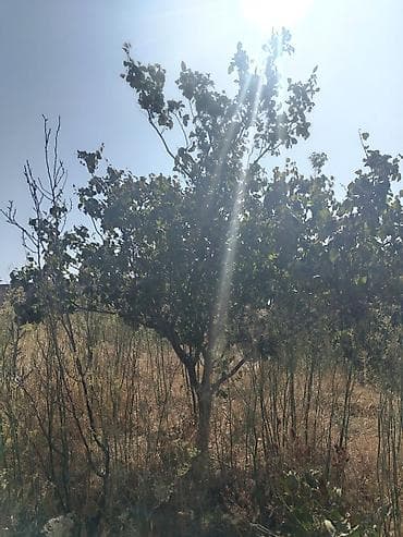 ev axtaranlar: 5 otaqlı, 180 kv. m, Təmirsiz — 9