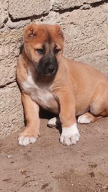 qara afcarka satilir: Alabay, Peyvəndli — 1