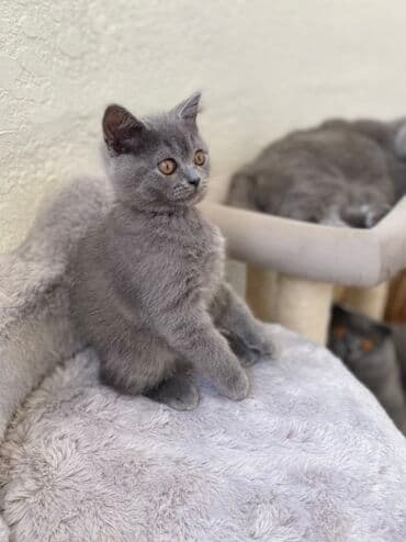 pişik şəkili: Şotland, Dişi, Erkək, Ünvandan götürmə — 11