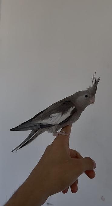 cex quşlar: Sultan papuqayı (cockatiel) təqdim olunur. Şəkillərdə boz rəng — 1