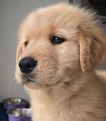 turbo az heyvanlar: Retriever, 2 ay, Erkek, Peyvəndli, Ünvandan götürmə — 8