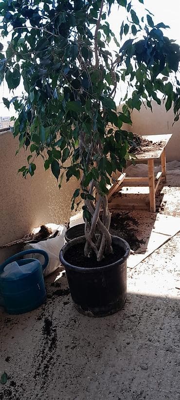 Böyük ölçülü qablarda əkilmiş dekorativ Fikus Benjamina (hörgülü/güllü