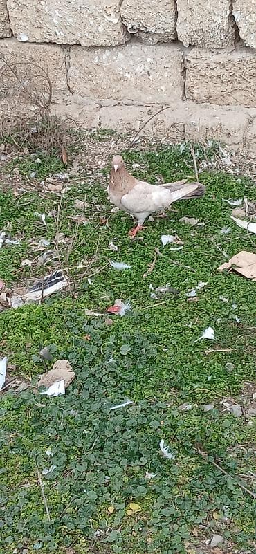 dekorativ quslar: Ebres erkey olmalıdı — 1