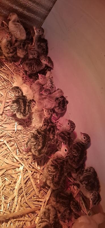 sirin it sekilleri: Hinduşka cücələri, Damazlıq — 6