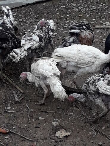 liqorin toyuqlari satilir: Erkək, Kanada, Amerika, Damazlıq, Ünvandan götürmə — 2
