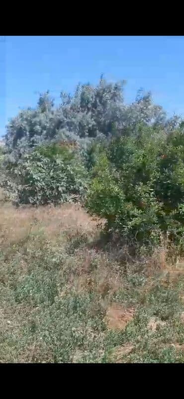 bakı ənciri: 9 sot, Tikinti, Mülkiyyətçi, Bələdiyyə — 3