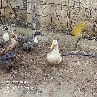 at qiyməti: Görduyunuz səsli ördəklər artiq bir neçəsi yumurtduyur Lal ördeklərin — 4