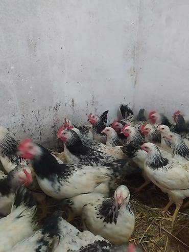 heyvan satisi sayti: Toyuq, Ətlik — 5