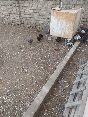 qirmizi bas goyercin: Toyuq, Damazlıq — 1