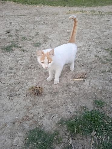 pişiy pulsuz: Erkək, Yaxşı əllərə, Ünvandan götürmə — 1