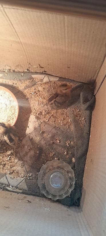 Akvariumlar: Digər quşlar — 1