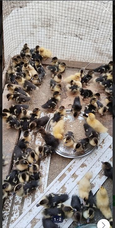 10 gunluk lal ördək balalır vatsap 0773946414