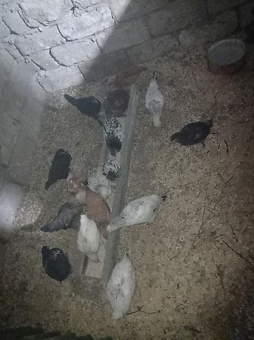 rahibe toyuqlari: Toyuq, Damazlıq — 3