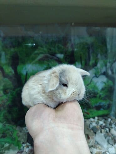 работа выгул собак бишкек: Karlik dovsan lar var satisda Vatsapda aktivdi Dovsan ayit Qefes de — 10