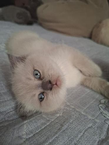 keci seki: Şotland, Erkək — 2