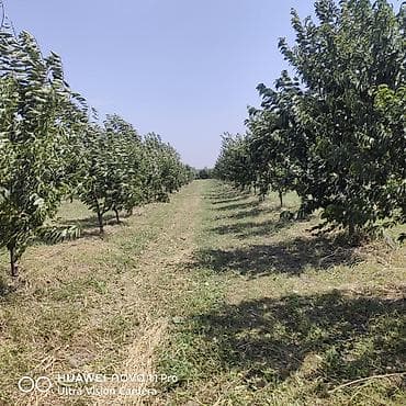 kiraye boş ev: 270 sot, Kənd təsərrüfatı, Mülkiyyətçi, Kupça (Çıxarış) — 9