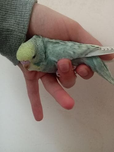 böyük papuqay: Çex tutuquşu balaları ay yarımlıqdırlar təcili satıldığına görə bu — 6