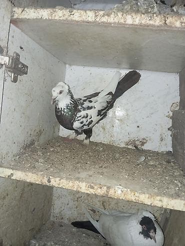 hamster near me: QUŞLAR SAHİBLƏNDİRİLİR HƏR BİRİ FƏRQLİ FƏRQLİ QİYMƏTLƏRLƏ — 6