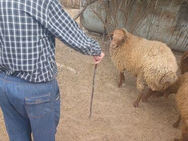 cins ineklerin satisi 2018: Qoyunlar – yerli ətlik/yunluq sürü - Şəkillərdə bir neçə baş yerli — 7