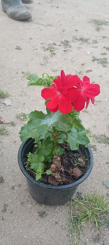 xlorofitum bitkisi: Saksıda sardunya (pelargonium) fidanları - Növ: Pelargonium — 10