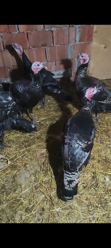 yuxuda ördək balası görmək: 5,6 ayliq tam sağlam kök hinduşkalar satilir ünvan yaşma bağlari — 3