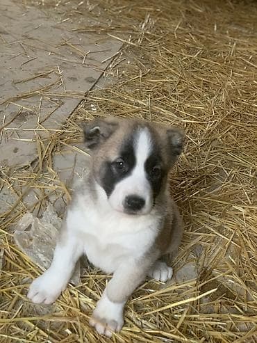 qafqaz çoban: Alabay, 1 ay, Peyvəndli, Pulsuz çatdırılma — 5